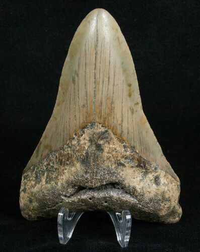 Inch Megalodon Tooth - Carolinas #5186